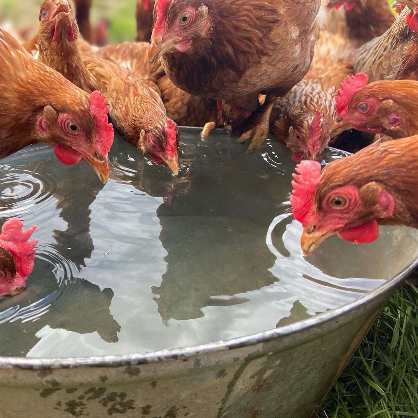 Kycklingar dricker vatten.