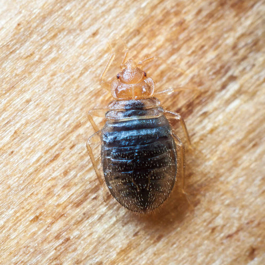 Städtipset: Så undviker du vägglöss