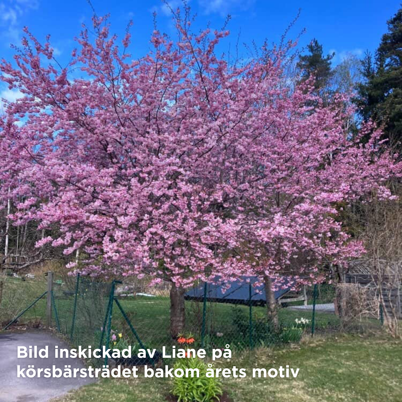 3-pack Rosa månaden trasa till stöd för Bröstcancerfonden, designad av Sara tillsammans med en av våra kunder
